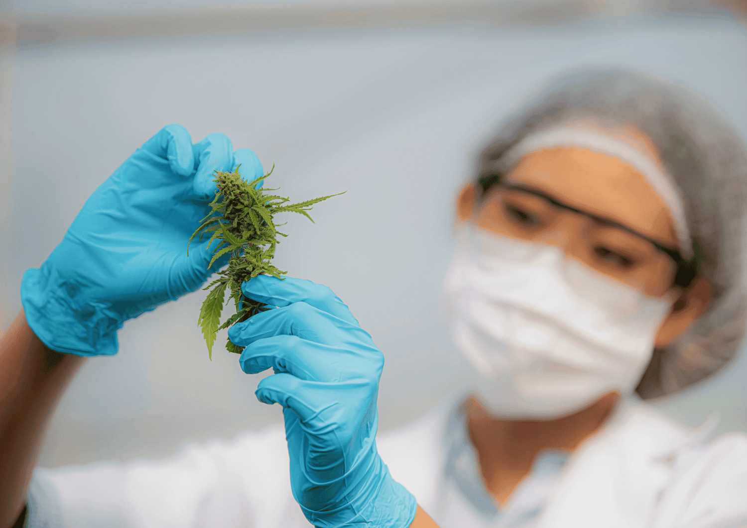 Eine Frau im Labor hat Handschuhe an und hält eine Cannabisblüte in der Hand