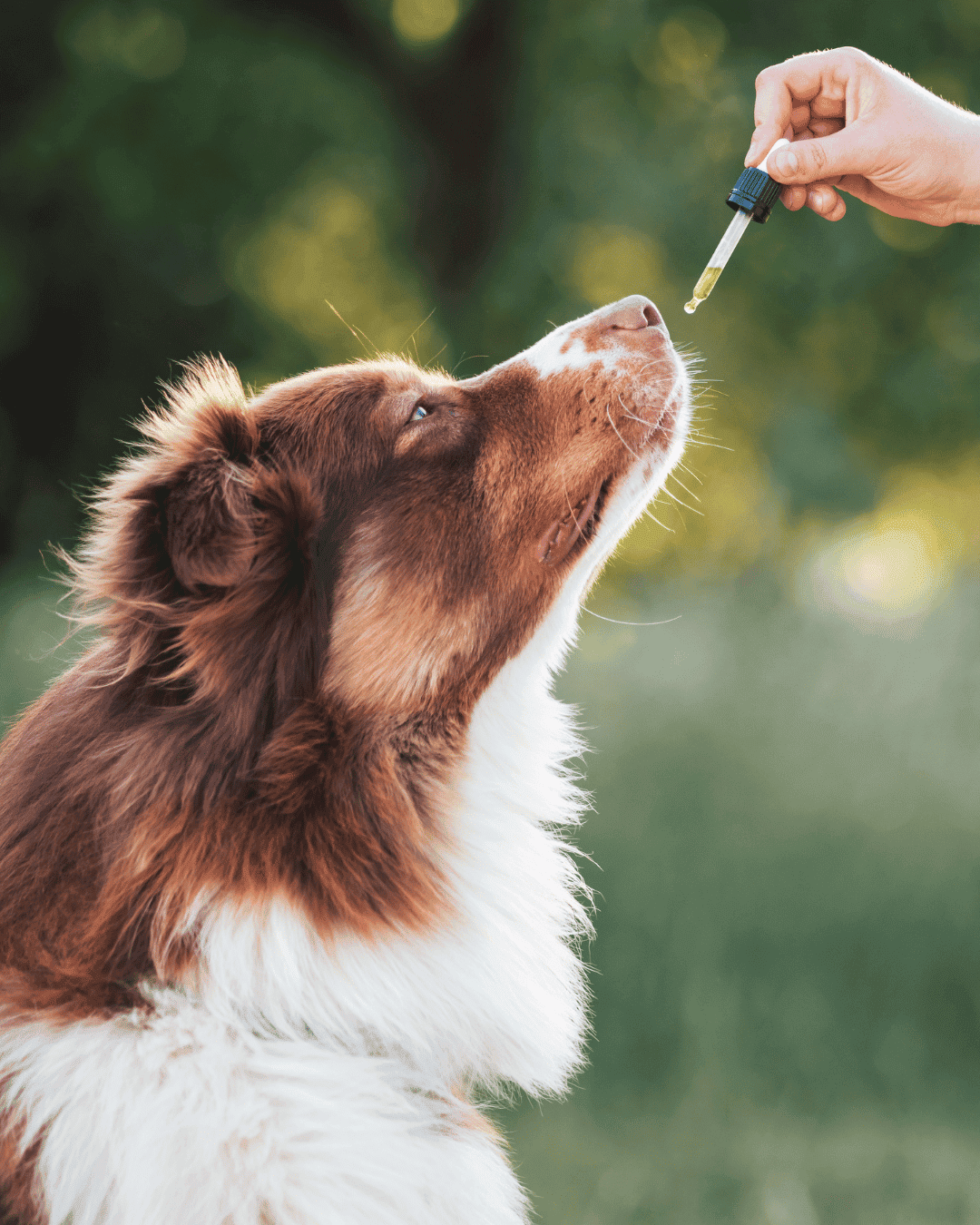Hund schnuppert in der Natur an einer Pipette mit CBD- oder CBDA-Öl